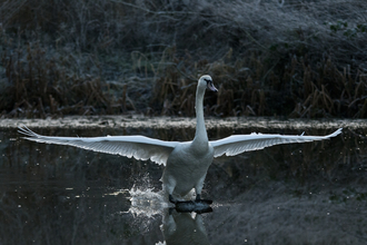 Mute swan on the water with outstretched wings. Image by Bertie Gregory 2020VISION.