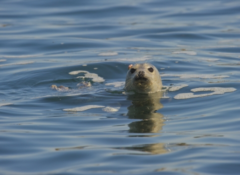 A grey seal sticking its head out of the water and looking at the camera.